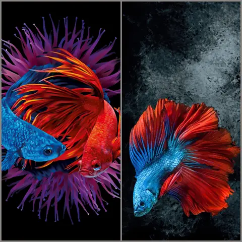 Hình Nền Cá Lia Thia Cho Iphone