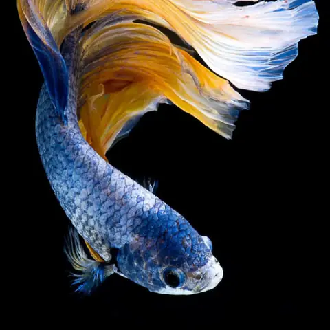 Hình Nền Cá Vàng - Ứng Dụng Trên Google Play Hình Nền Cá Vàng - Ứng Dụng Trên Google Play