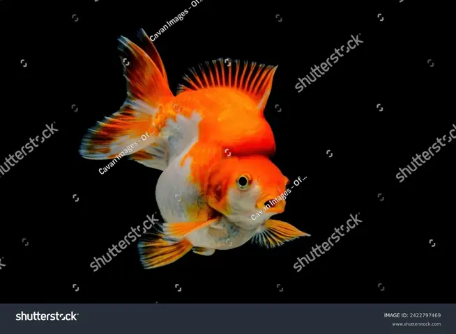 Cá Vàng : 153 Nghìn Ảnh, Hình Ảnh Có Sẵn Và Ảnh Miễn Phí Bản ... Cá Vàng : 153 Nghìn Ảnh, Hình Ảnh Có Sẵn Và Ảnh Miễn Phí Bản ...