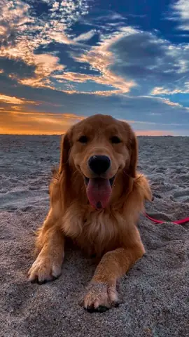 Ảnh Nền Con Chó Cute, Dễ Thương