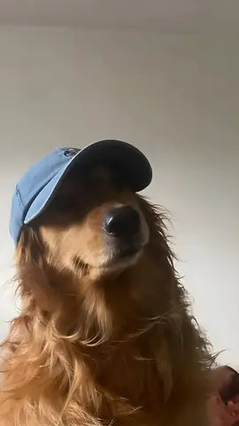 Ảnh Nền Con Chó Cute, Dễ Thương