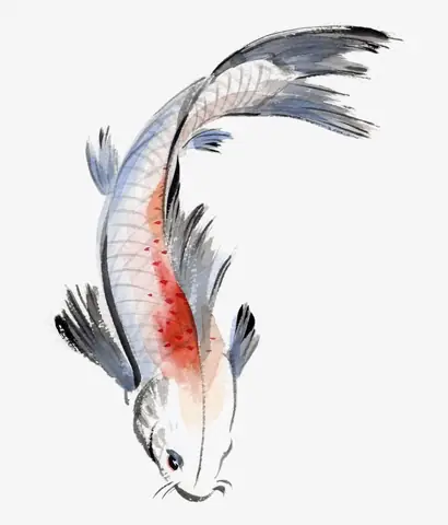 Hình Vẽ Cá Chép Đẹp Nhất