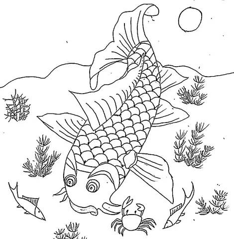 Hình Vẽ Cá Chép Đẹp Nhất