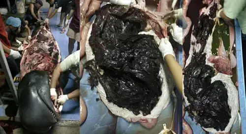 Cái Chết Là Một Phần Tất Yếu Của Sự Sống