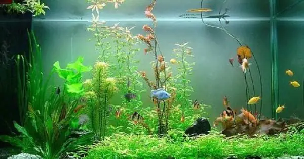 Hồ Cá 7 Màu Đẹp: Top 5 Kiểu Thiết Kế Đang Gây Sốt Trong Cộng Đồng Đam Màu