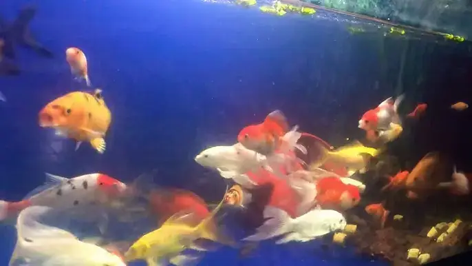 Lợi Ích Của Việc Nuôi Cá Ba Đuôi