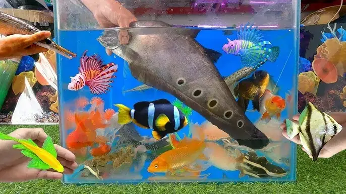 Máy Sục Khí (air Pump)