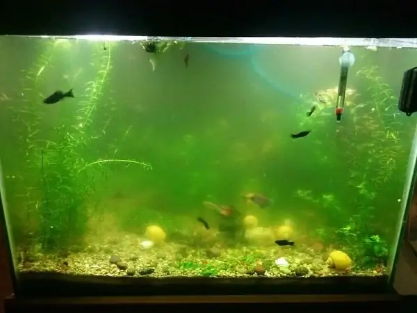 Hướng Dẫn Xử Lý Hồ Cá Bị Bể: Cách Sửa Chữa Và Phòng Ngừa Hiệu Quả Hướng Dẫn Xử Lý Hồ Cá Bị Bể: Cách Sửa Chữa Và Phòng Ngừa Hiệu Quả