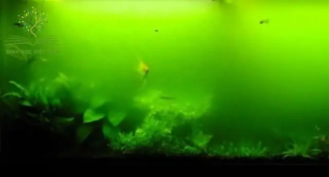 Hướng Dẫn Xử Lý Hồ Cá Bị Bể: Cách Sửa Chữa Và Phòng Ngừa Hiệu Quả Hướng Dẫn Xử Lý Hồ Cá Bị Bể: Cách Sửa Chữa Và Phòng Ngừa Hiệu Quả