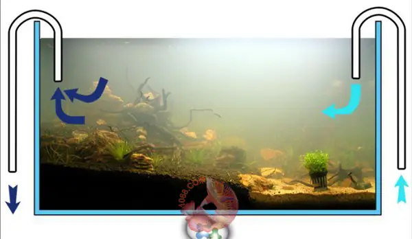 Hướng Dẫn Xử Lý Hồ Cá Bị Bể: Cách Sửa Chữa Và Phòng Ngừa Hiệu Quả Hướng Dẫn Xử Lý Hồ Cá Bị Bể: Cách Sửa Chữa Và Phòng Ngừa Hiệu Quả