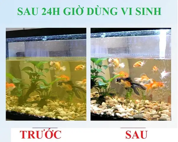 Biện Pháp Khắc Phục Hồ Cá Bị Đóng Váng Biện Pháp Khắc Phục Hồ Cá Bị Đóng Váng