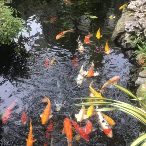 Thiết Kế Thi Công Hồ Cá Koi Bình Dương