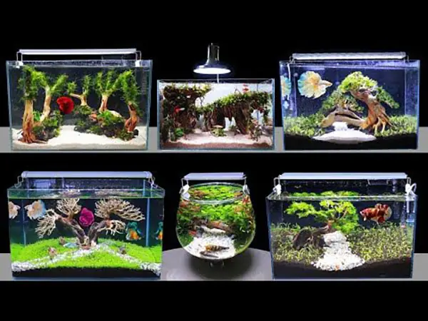 Hồ Cá Cảnh Nhỏ Đẹp: Hướng Dẫn Thiết Kế Và Trang Trí Cho Người Mới Bắt Đầu