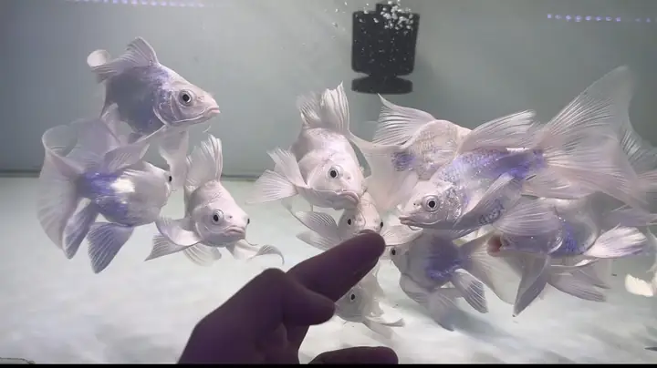 Hồ Cá Chép Đẹp