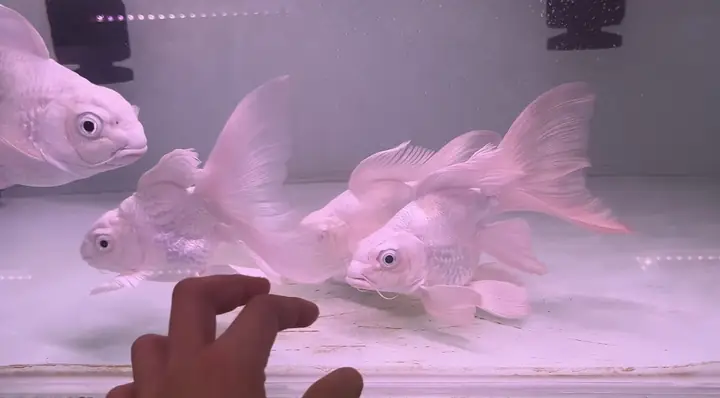 Hồ Cá Chép Đẹp