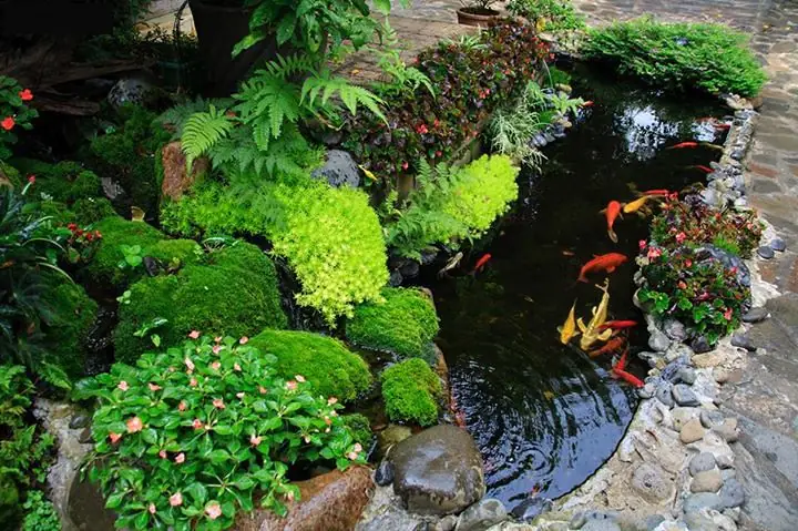 Hồ Cá Chép Koi Đẹp: Hướng Dẫn Toàn Diện Từ Thiết Kế Đến Chăm Sóc