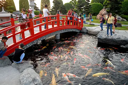 Chiêm Ngưỡng Hồ Cá Chép Nhật Trị Giá Tiền Tỷ Tại Tp.hcm