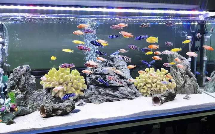 Bỏ Túi 5 Địa Điểm Bán Hồ Cá Cũ Tại Đà Nẵng Bỏ Túi 5 Địa Điểm Bán Hồ Cá Cũ Tại Đà Nẵng