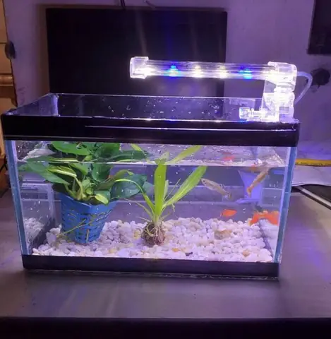 Cá Cảnh Tuấn Khôi Cá Cảnh Tuấn Khôi