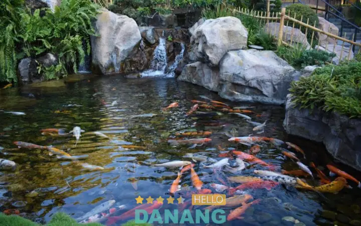 Koi Service Đà Nẵng