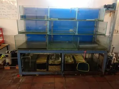 Hồ Cá Dài 3m: Hướng Dẫn Thiết Kế, Lắp Đặt Và Chăm Sóc Chi Tiết Nhất Hồ Cá Dài 3m: Hướng Dẫn Thiết Kế, Lắp Đặt Và Chăm Sóc Chi Tiết Nhất