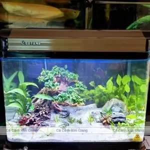 Bể Cá Cảnh Mini Đẹp| Bể Cá Cảnh Để Bàn Giá Tốt