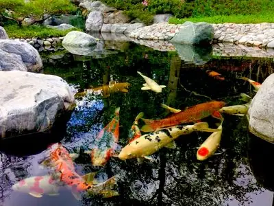 Vườn Cá Koi Woodlands Waterway – The Woodlands, Texas, Hoa Kỳ - Những Hồ Cá Koi Đẹp Nhất Thế Giới Vườn Cá Koi Woodlands Waterway – The Woodlands, Texas, Hoa Kỳ - Những Hồ Cá Koi Đẹp Nhất Thế Giới