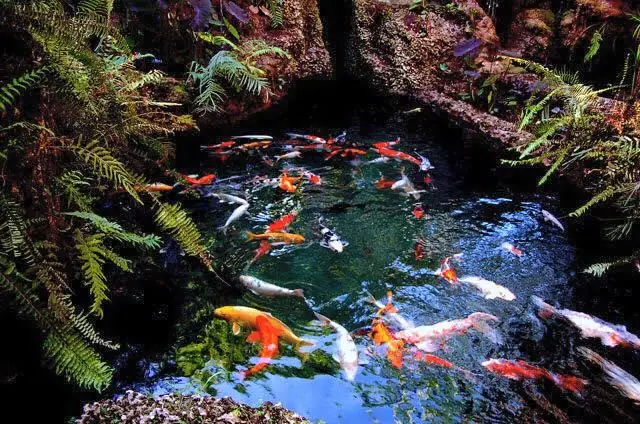 Vườn Cá Koi Redland – Miami, Florida, Hoa Kỳ Vườn Cá Koi Redland – Miami, Florida, Hoa Kỳ