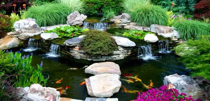 Hồ Cá Koi Mini Sân Vườn