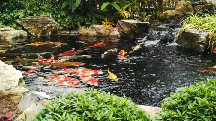 Hồ Cá Koi Sân Vườn