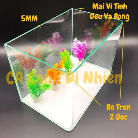 Bể Kính Đúc Mini Để Bàn 2 Cạnh Uốn Cong, Hồ Nuôi Cá Size 18x13x15 Cm