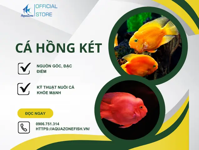 Cá Hồng Két - Nguồn Gốc, Đặc Điểm Và Kỹ Thuật Nuôi Thành Công ...