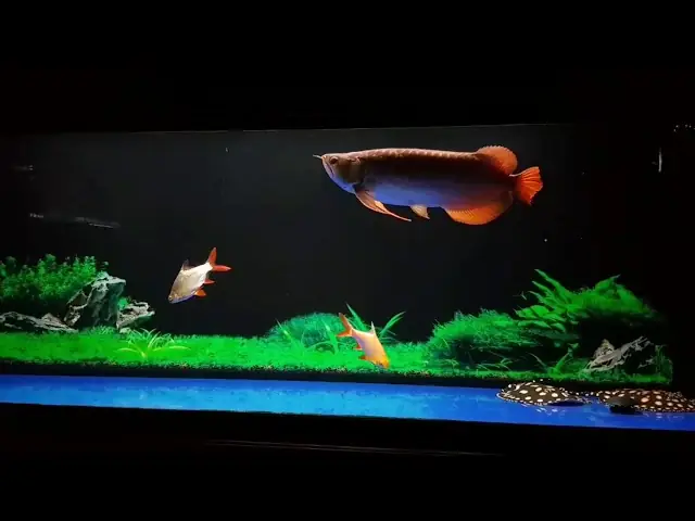 Cá Huyết Rồng: Huyền Thoại Sắc Đỏ Trong Thế Giới Cá Cảnh