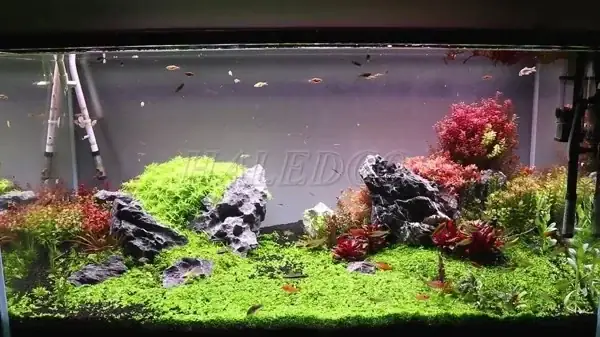 Yếu Tố Ảnh Hưởng Đến Giá Hồ Thủy Sinh 1m2 Yếu Tố Ảnh Hưởng Đến Giá Hồ Thủy Sinh 1m2