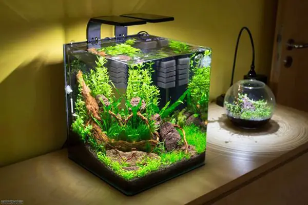 Chọn Mua Hồ Cá Kiểng Hợp Phong Cách