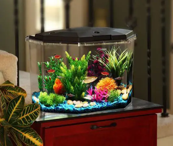 Cách Chọn Mua Hồ Cá Kiểng Đẹp, Phù Hợp Và Giá Mềm Nhất