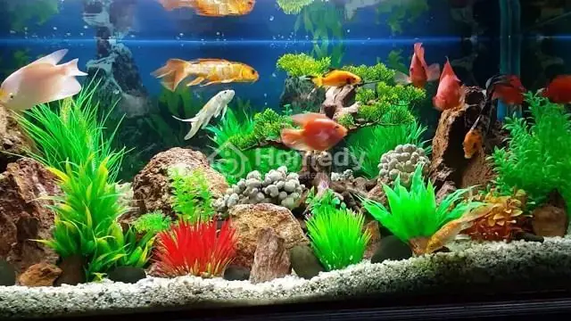 Những Vị Trí Đặt Bể Cá Trong Nhà Hợp Phong Thủy