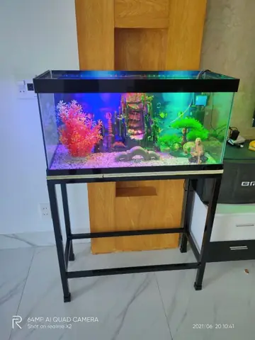 Hướng Dẫn Chi Tiết Lắp Đặt Và Sử Dụng Hồ Cá Kính 5ly An Toàn, Bền Đẹp