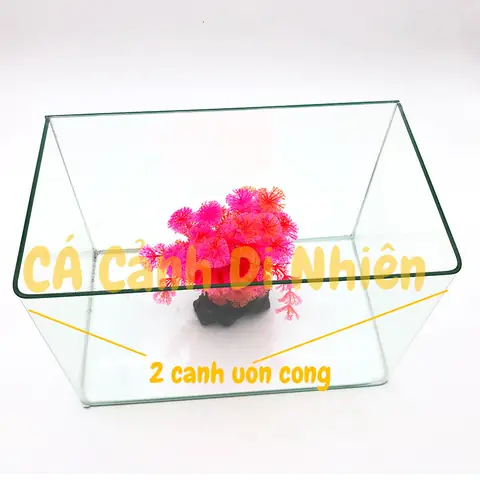 Hồ Kính Đúc Nuôi Cá Thủy Sinh 2 Cạnh Uốn Cong Bể Size 30x17x20 Cm