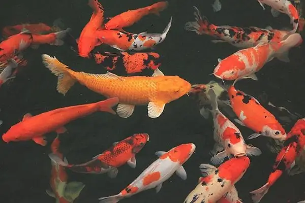 Ngất Ngây Ngắm Hồ Cá Koi Nhật Bản Gần 10 Tỷ Tại Việt Nam