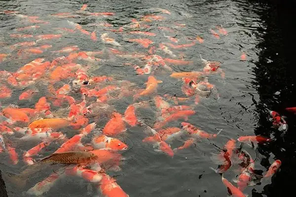 Cá Koi,cá Cảnh