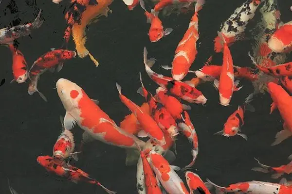 Ngất Ngây Ngắm Hồ Cá Koi Nhật Bản Gần 10 Tỷ Tại Việt Nam