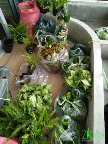 Thi Công Tường Cây Tại Vincom Nguyễn Chí Thanh Thi Công Tường Cây Tại Vincom Nguyễn Chí Thanh