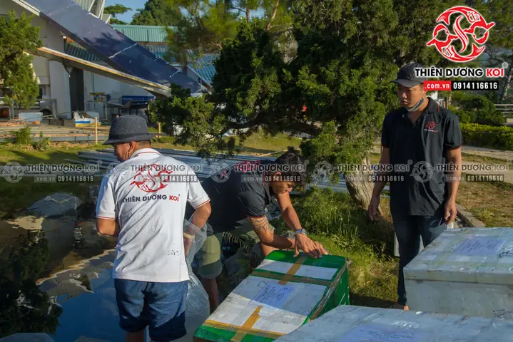 Quy Trình Thả Cá Koi Vào Hồ Quy Trình Thả Cá Koi Vào Hồ