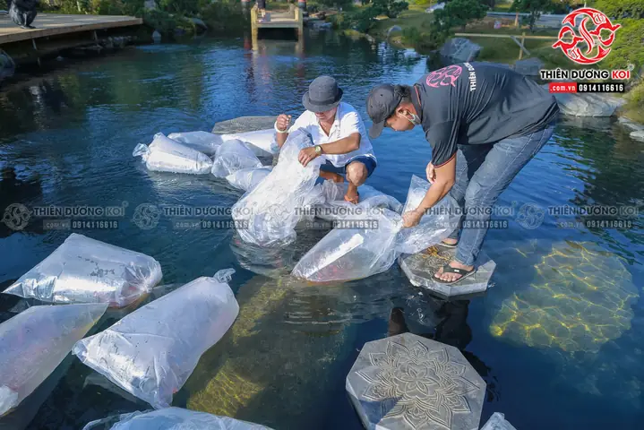 Quy Trình Thả Cá Koi Vào Hồ Quy Trình Thả Cá Koi Vào Hồ