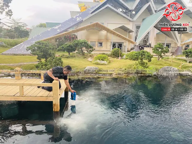 Cùng Chiêm Ngưỡng Hồ Cá Koi Sau Khi Đã Hoàn Thiện Tại Khu Du Lịch Lá Phong Đà Lạt Cùng Chiêm Ngưỡng Hồ Cá Koi Sau Khi Đã Hoàn Thiện Tại Khu Du Lịch Lá Phong Đà Lạt