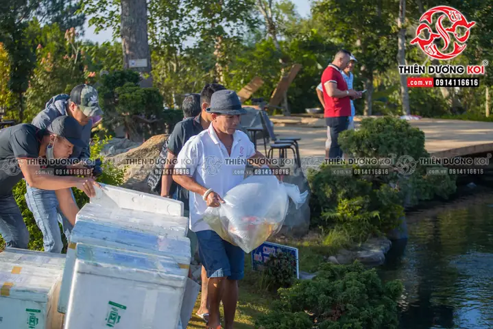 Quy Trình Thả Cá Koi Vào Hồ Quy Trình Thả Cá Koi Vào Hồ