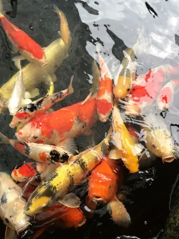 Đàn Cá Koi "khủng" Nhất Miền Tây