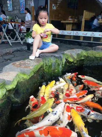 Đàn Cá Koi "khủng" Nhất Miền Tây