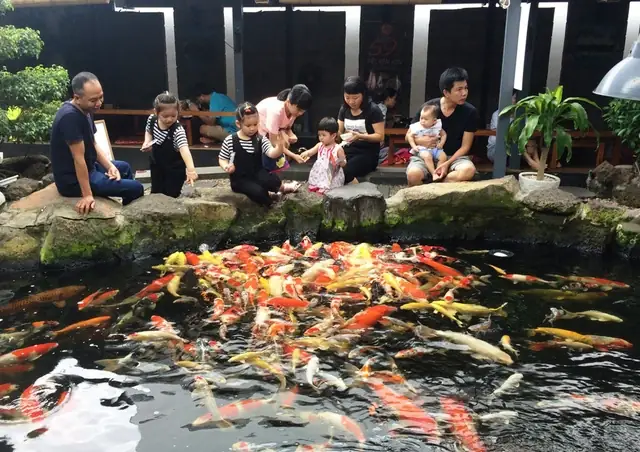 Đàn Cá Koi "khủng" Nhất Miền Tây